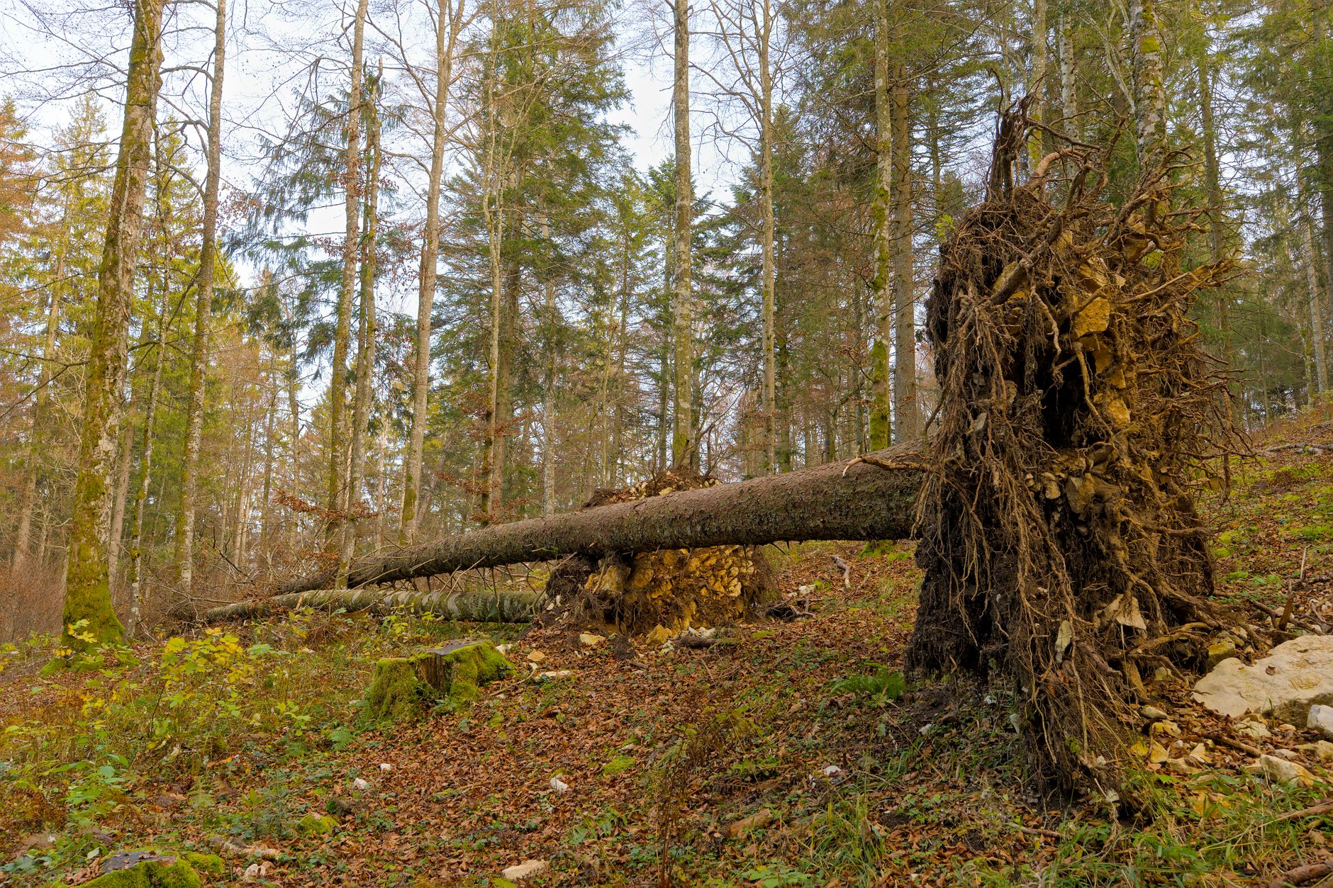 Enlèvement arbre urgence équipe à Lambersart